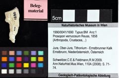 Foto (Objket + Etiketten) von Munitheites kuepperi (Fraaije et al., 2019) 